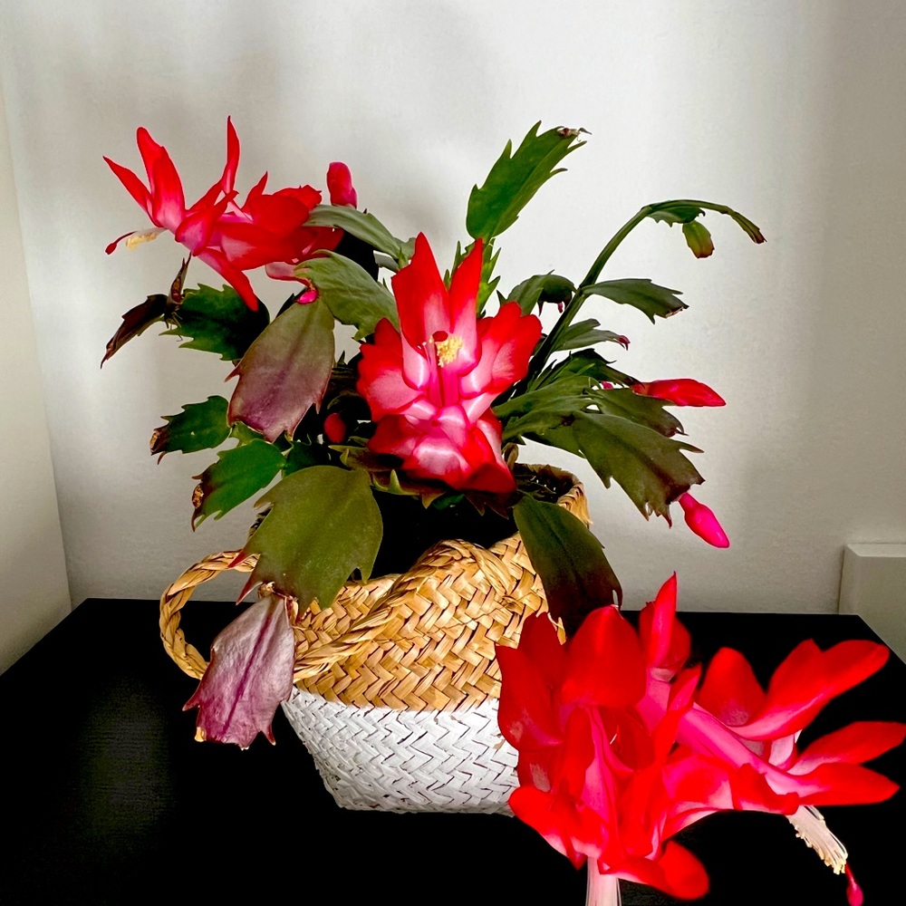 Meet your Posher, Oksana